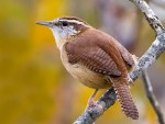 Carolina Wren